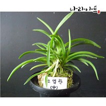 나라아트 풍란 동양란 난화분 모음, 1개, 07. 소엽란(중품)