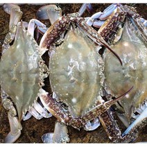 서천어부의 가을꽃게 1박스 1kg 3-4미 산지직송, 단품
