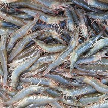 제철 흰다리새우 생새우 대하 활새우 1kg 왕새우, 생물_흰다리새우1kg (30미내외)