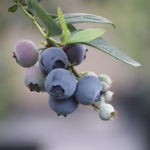 [라이브묘목농원] 블루베리나무 묘목 2년생 뉴하노버 포트묘 모종, 1개