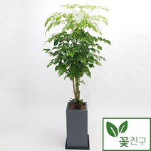 꽃친구 녹보수 개업 축하 집들이 실내 거실 화분 전국 당일배송