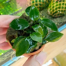 수초(조직배양) 아누비아스 나나 포트 음성수초키우기