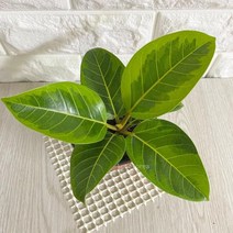 뱅갈고무나무(소) 실내공기정화식물 공기청정식물 뱅갈고무나무 뱅갈고무나무키우기 집에서키우기쉬운식물 그늘에서잘자라는식물 습도올리기 joo☆na, ※­선택:상품선택▣