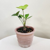멕시코소철 실내공기정화식물 수제미니, 멕시코소철+테라코타빈티지(받침포함)