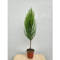 4200 율마 외목대 묵은둥이 소품 35~55cm