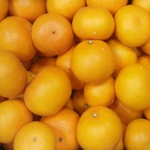 [명절선물] 제주 천혜향 제주도 제철 5kg 3kg 2kg 설 선물 과일 세트, 선물용_중대_15-24과 5kg[선물가방포함]