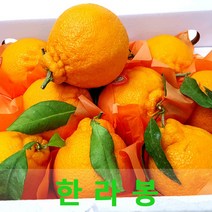 상큼한 한라봉3kg 제주한라봉 싱싱지오, 한라봉3kg(9-10과)선물용