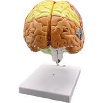 뇌 모형 과학실 미술 과학 실습 구조 교육 인체 두뇌, 컬러 하프 브레인