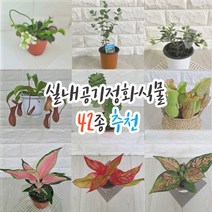 식물 42종 파리지옥 유칼립투스 올리브 네펜데스 녹비단 사라세니아 아글레오네마 해피트리, 10.아글레오네마사파이어, 1개