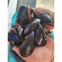 홍합 1kg 국내산 제철 홍합탕 찜 시원한국물 자연산 섭 자연산홍합, 홍합 1kg 50~60미, 1개