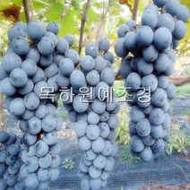 목하원예조경 포도나무 묘목 (머루포도 MBA) 삽목1년특묘