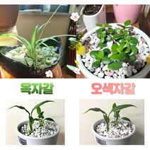 신포상점 옥자갈 오색자갈 2kg 콩자갈 조약돌 돌멩이 화분자갈 어항자갈, 옥자갈2kg