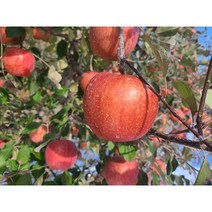 경북 청송사과 산지직송 아삭한 꿀사과 가정용 선물용 5kg 10kg, 1box, 10kg(가정용소과)