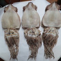 진성수산 특대 반건조 오징어 1.6kg 동해 강원도 마른 10마리
