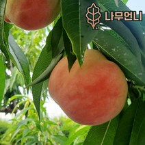 복숭아나무 황도 백도 신비복숭아 월천백도 중생황도 나무언니, 경봉(백도) 접목1년(2개세트)