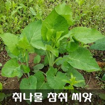 [해피플라워] 취나물 참취 씨앗 1g(500립) / 봄 가을 파종 산채 종자