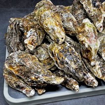 여수 석화 굴 10kg 100미 내외