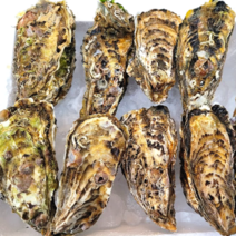 입망석화 5kg 10kg 1년 더키운 프리미엄 석화