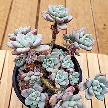라울 중품 계절 옷을 입는 다유기 예쁜 다육식물1-100, 단품, 1개