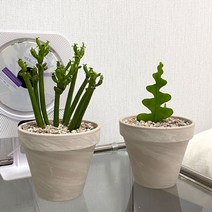 미니 선인장 다육식물 다육이 화분 독일토분 set 크림, 03.괴마옥