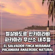 (커피생두) 144 엘살바도르 핀카미라바 파카마라 무산소 내추럴 1kg