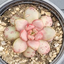 꽃다리 홍포도 62 다육식물 다육이 아이만배송