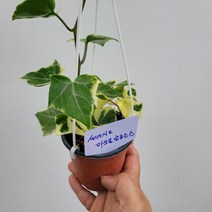 무배특가 반려식물 세네시오마크로글로소스 수입식물 소품 행잉식물 25-40cm 59