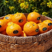 - 7일간반짝할인 - 제주 카라향 1.5kg 2.5kg(가정용) 나른한 봄을 깨우는 싱그러운 과즙이 팡팡!!, 1.5kg(8~14수 가정용)