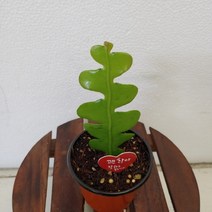 [성심] 피쉬본(다육식물)