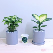 꽃피우는청년 새집증후군 제거 실내공기정화식물 2종 세트 (마리안느 싱고니움), 유광 원형 그레이, 1세트