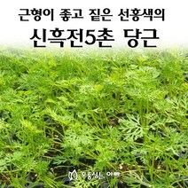 [모종심는아빠] 내병성과 근형이 좋은 짙은 선홍색의 신흑전5촌 당근 모종, 모종36개, 1개