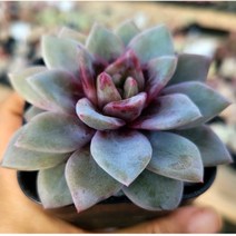 예쁜 다육이 12종 특별한 구성으로, 12번 [독일샴페인]