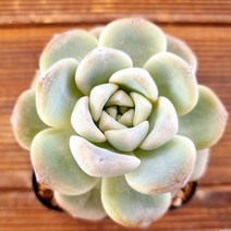 아이시그린 물이들면 예뻐지는 다육식물594 랜덤발송