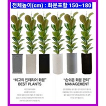 없음 [반값화분] MAIN-대형인도고무나무140 직접배송 축하화분 개업화분 거실화분 카페화분 인테리어화분 아레카야자극락조 알로카시아 파키라 고무나무, 백자원통(도기)