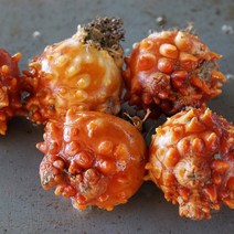 봄의 전도사 통영멍게 1kg 깐멍게, 알(깐) 멍게 500g
