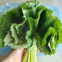 김해 머위 머위나물 1kg 2kg 4kg 머위순 머위잎 머위쌈 산지직송, 머위 1kg