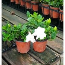 행복한꽃순이//꽃치자(10cm분), 5개