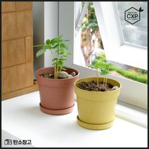친환경 무독성 CXP목재로 만든 탄소창고 쑥쑥화분, 메이플레드