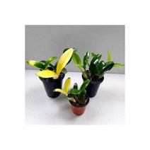 화초 난초 황금 대명석곡 중형 동양란 서양란 키우기