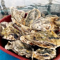 통영 새우 조개 왕우럭조개 털게석화굴구이, 1box, 석화15kg