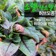 [특급] 쏘렐 1팩 허브 생잎
