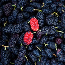 [베리세상]고창 냉동 오디 8kg(특품), 단품