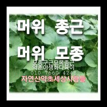 머위종근 70주 머위모종 머위씨앗재배, 1개