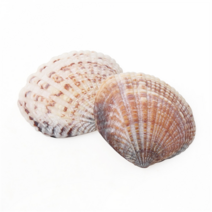 오꿈 조개껍질 조개껍데기 소라껍데기 소라껍질, A02 조개껍질 밤색, 봉