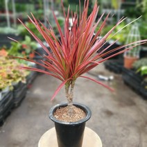 꽃백화점 레인보우마지나타 중대품 공기정화식물 반려식물 40~50cm 159, 1개