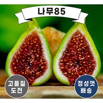 (나무85) 무화과나무 7종 시리즈, 3. 무화과 달마티에 삽목1년