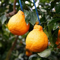 제주 고당도 한라봉 가정용 선물용 2kg 3kg 5kg, 06 한라봉 선물용 5kg 중대과, 1개