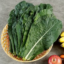 복천 케일 3kg, 1개, 상세설명 참조