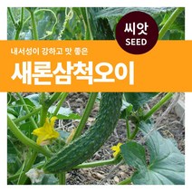 마이플랜트 새론 삼척 가시 오이 씨앗 50립, 단품없음