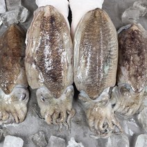 서천 자연산갑오징어 두툼한 갑오징어 생물갑오징어 1kg 손질갑오징어 500g, 푸 서천 자연산 생물 갑오징어 1kg